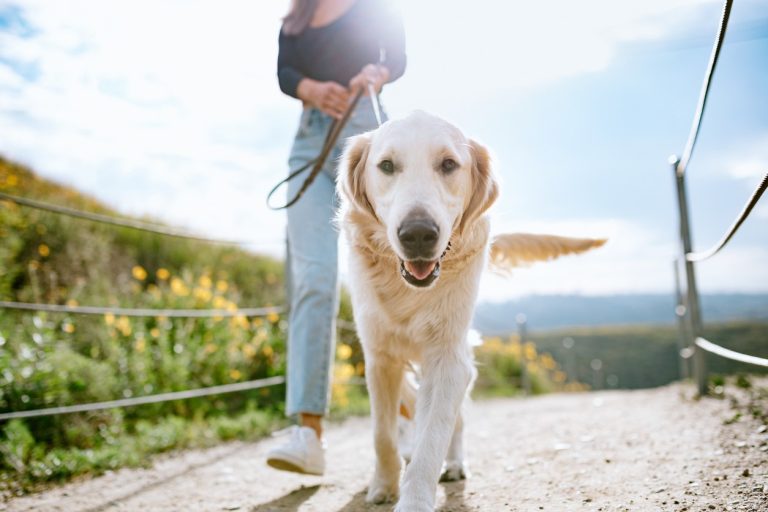 dog-walking-golden-lab