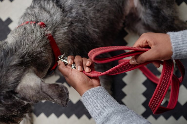 heavy-duty-dog-leash